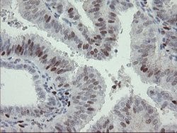 Invitrogen MAFB Monoclonal Antibody (OTI2A6) 100 &mu;L; Unconjugated:Antibodies,