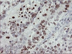Invitrogen MAFB Monoclonal Antibody (OTI2A6) 100 &mu;L; Unconjugated:Antibodies,