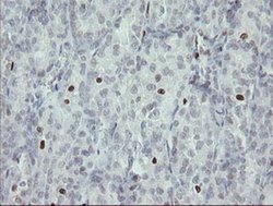 Invitrogen MAFB Monoclonal Antibody (OTI2A6) 100 &mu;L; Unconjugated:Antibodies,