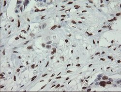 Invitrogen MAFB Monoclonal Antibody (OTI2A6) 100 &mu;L; Unconjugated:Antibodies,