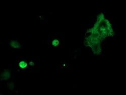Invitrogen TLE1 Monoclonal Antibody (OTI1F5) 100 &mu;L; Unconjugated:Antibodies,