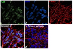 Invitrogen TLE1 Monoclonal Antibody (OTI1F5) 100 &mu;L; Unconjugated:Antibodies,