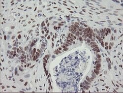 Invitrogen TLE1 Monoclonal Antibody (OTI1F5) 100 &mu;L; Unconjugated:Antibodies,