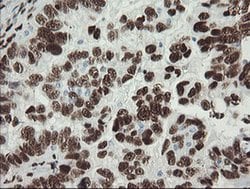 Invitrogen TLE1 Monoclonal Antibody (OTI1F5) 100 &mu;L; Unconjugated:Antibodies,