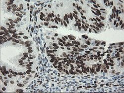 Invitrogen TLE1 Monoclonal Antibody (OTI1F5) 100 &mu;L; Unconjugated:Antibodies,