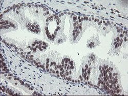 Invitrogen TLE1 Monoclonal Antibody (OTI1F5) 100 &mu;L; Unconjugated:Antibodies,