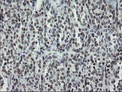 Invitrogen TLE1 Monoclonal Antibody (OTI1F5) 100 &mu;L; Unconjugated:Antibodies,
