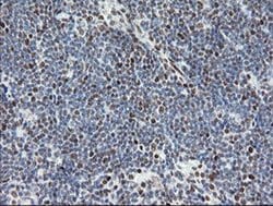Invitrogen TLE1 Monoclonal Antibody (OTI1F5) 100 &mu;L; Unconjugated:Antibodies,