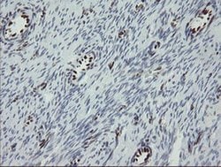 Invitrogen TLE1 Monoclonal Antibody (OTI1F5) 100 &mu;L; Unconjugated:Antibodies,