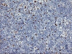 Invitrogen TLE1 Monoclonal Antibody (OTI1F5) 100 &mu;L; Unconjugated:Antibodies,