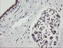 Invitrogen TLE1 Monoclonal Antibody (OTI1F5) 100 &mu;L; Unconjugated:Antibodies,