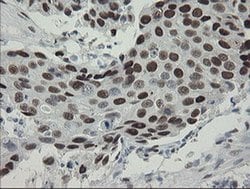 Invitrogen TLE1 Monoclonal Antibody (OTI1F5) 100 &mu;L; Unconjugated:Antibodies,