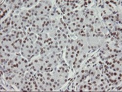 Invitrogen TLE1 Monoclonal Antibody (OTI1F5) 100 &mu;L; Unconjugated:Antibodies,