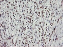 Invitrogen TLE1 Monoclonal Antibody (OTI1F5) 100 &mu;L; Unconjugated:Antibodies,