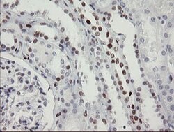 Invitrogen TLE1 Monoclonal Antibody (OTI1F5) 100 &mu;L; Unconjugated:Antibodies,