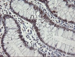 Invitrogen TLE1 Monoclonal Antibody (OTI1F5) 100 &mu;L; Unconjugated:Antibodies,