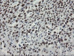 Invitrogen TLE1 Monoclonal Antibody (OTI1F5) 100 &mu;L; Unconjugated:Antibodies,