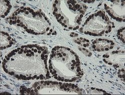 Invitrogen TLE1 Monoclonal Antibody (OTI1F5) 100 &mu;L; Unconjugated:Antibodies,