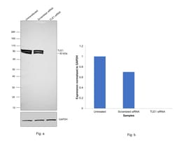 Invitrogen TLE1 Monoclonal Antibody (OTI1F5) 100 &mu;L; Unconjugated:Antibodies,