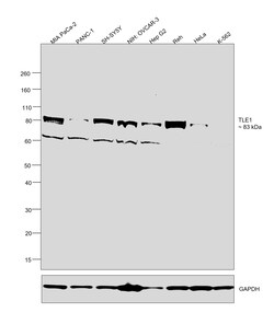 Invitrogen TLE1 Monoclonal Antibody (OTI1F5) 100 &mu;L; Unconjugated:Antibodies,
