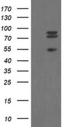 Invitrogen TLE1 Monoclonal Antibody (OTI1F5) 100 &mu;L; Unconjugated:Antibodies,