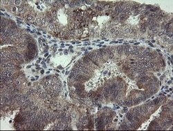 Invitrogen ARL2BP Monoclonal Antibody (OTI1A10) 100 &mu;L; Unconjugated:Antibodies,