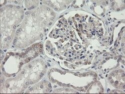 Invitrogen ARL2BP Monoclonal Antibody (OTI1A10) 100 &mu;L; Unconjugated:Antibodies,