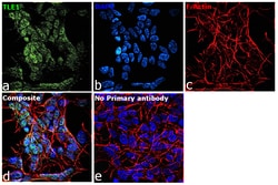 Invitrogen TLE1 Monoclonal Antibody (OTI1H2) 100 &mu;L; Unconjugated:Antibodies,