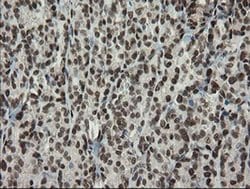 Invitrogen TLE1 Monoclonal Antibody (OTI1H2) 100 &mu;L; Unconjugated:Antibodies,