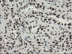 Invitrogen TLE1 Monoclonal Antibody (OTI1H2) 100 &mu;L; Unconjugated:Antibodies,