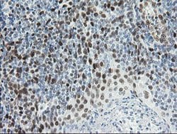 Invitrogen TLE1 Monoclonal Antibody (OTI1H2) 100 &mu;L; Unconjugated:Antibodies,