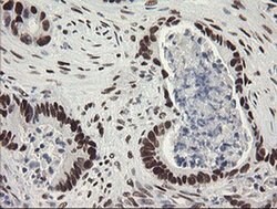 Invitrogen TLE1 Monoclonal Antibody (OTI1H2) 100 &mu;L; Unconjugated:Antibodies,