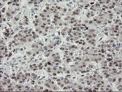 Invitrogen TLE1 Monoclonal Antibody (OTI1H2) 100 &mu;L; Unconjugated:Antibodies,