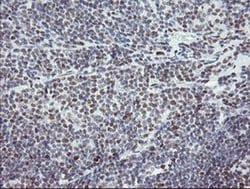 Invitrogen TLE1 Monoclonal Antibody (OTI1H2) 100 &mu;L; Unconjugated:Antibodies,