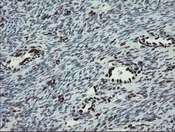 Invitrogen TLE1 Monoclonal Antibody (OTI1H2) 100 &mu;L; Unconjugated:Antibodies,