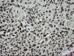 Invitrogen TLE1 Monoclonal Antibody (OTI1H2) 100 &mu;L; Unconjugated:Antibodies,