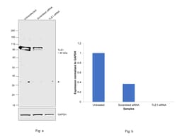 Invitrogen TLE1 Monoclonal Antibody (OTI1H2) 100 &mu;L; Unconjugated:Antibodies,
