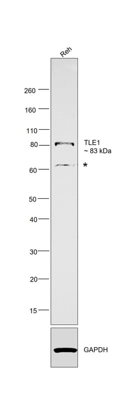 Invitrogen TLE1 Monoclonal Antibody (OTI1H2) 100 &mu;L; Unconjugated:Antibodies,