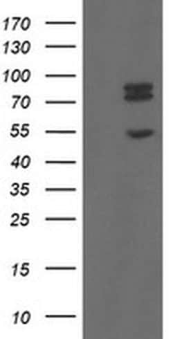 Invitrogen TLE1 Monoclonal Antibody (OTI1H2) 100 &mu;L; Unconjugated:Antibodies,