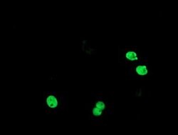 Invitrogen TLE1 Monoclonal Antibody (OTI1D6) 100 &mu;L; Unconjugated:Antibodies,
