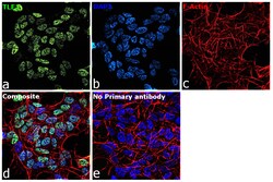 Invitrogen TLE1 Monoclonal Antibody (OTI1D6) 100 &mu;L; Unconjugated:Antibodies,
