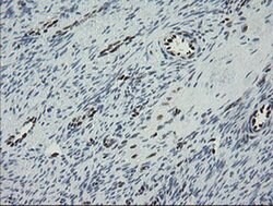 Invitrogen TLE1 Monoclonal Antibody (OTI1D6) 100 &mu;L; Unconjugated:Antibodies,