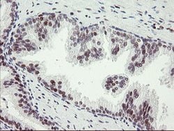 Invitrogen TLE1 Monoclonal Antibody (OTI1D6) 100 &mu;L; Unconjugated:Antibodies,