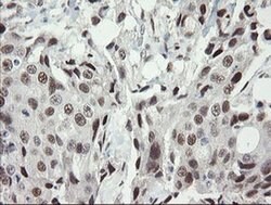 Invitrogen TLE1 Monoclonal Antibody (OTI1D6) 100 &mu;L; Unconjugated:Antibodies,