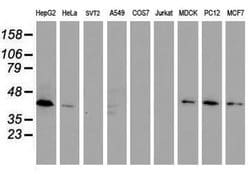 Invitrogen DPPA2 Monoclonal Antibody (OTI1G10) 100 &mu;L; Unconjugated:Antibodies,