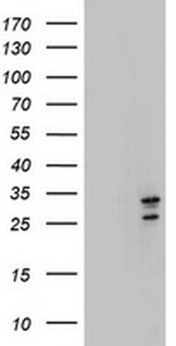Invitrogen MORF4 Monoclonal Antibody (OTI5F2) 100 &mu;L; Unconjugated:Antibodies,