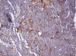 Invitrogen IDH1 Monoclonal Antibody (OTI3G9) 100 &mu;L | Buy Online | Invitrogen&trade; | Fisher Scientific