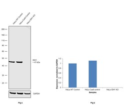 Invitrogen IDH1 Monoclonal Antibody (OTI3G9) 100 &mu;L | Buy Online | Invitrogen&trade; | Fisher Scientific