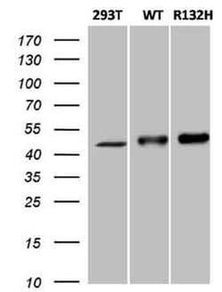 Invitrogen IDH1 Monoclonal Antibody (OTI3G9) 100 &mu;L | Buy Online | Invitrogen&trade; | Fisher Scientific