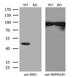 Invitrogen IDH1 Monoclonal Antibody (OTI3G9) 100 &mu;L | Buy Online | Invitrogen&trade; | Fisher Scientific